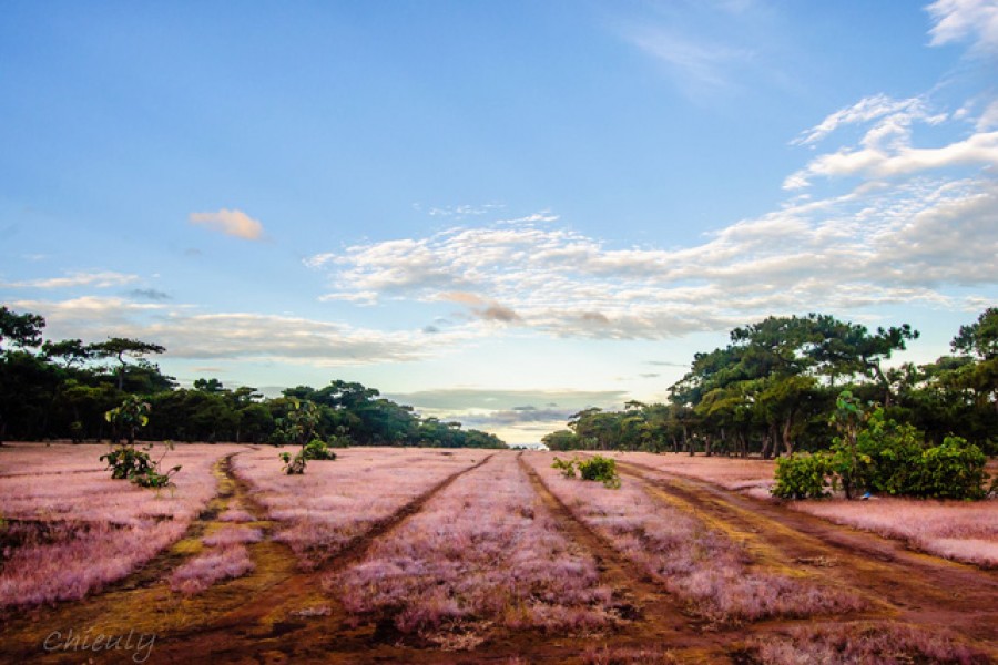 Cây thông cô đơn Đồi Thiên Phúc Đức