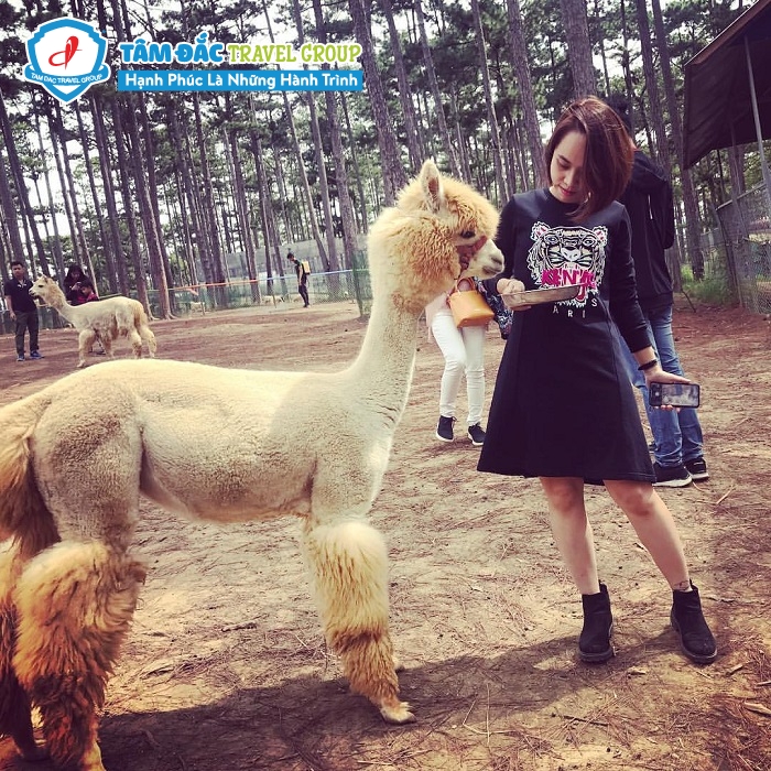 Khu vui chơi mạo hiểm trẻ em ZooDoo