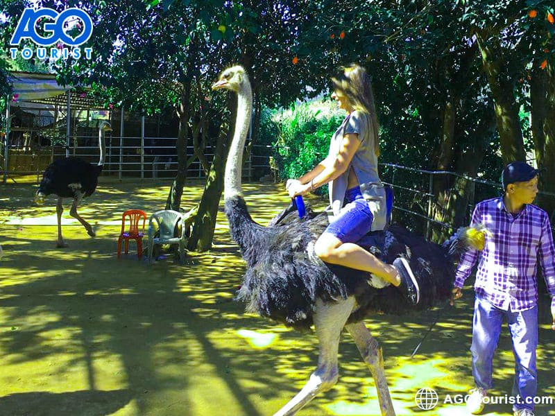 Thác Prenn cưỡi đà điểu