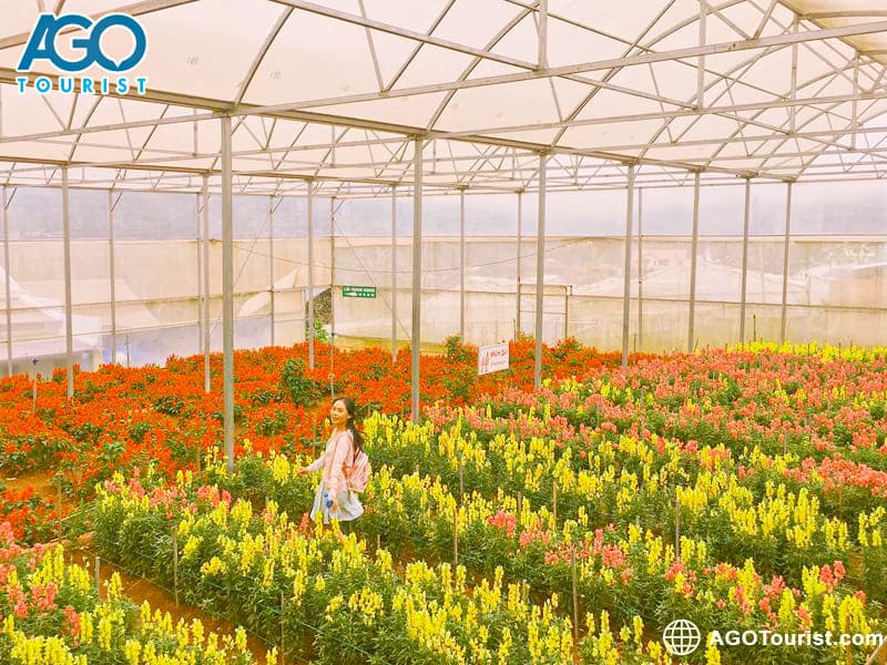 Nhà kính trồng hoa Vạn Thành