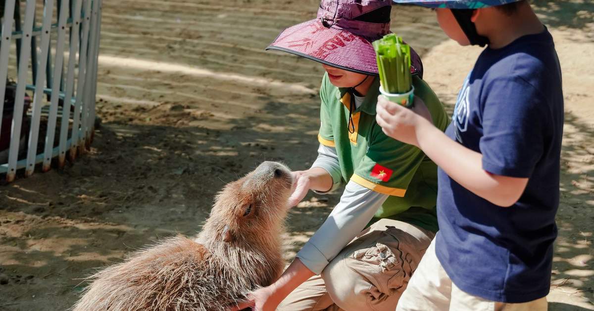 Trẻ em cho động vật ăn Zoodoo Đà Lạt