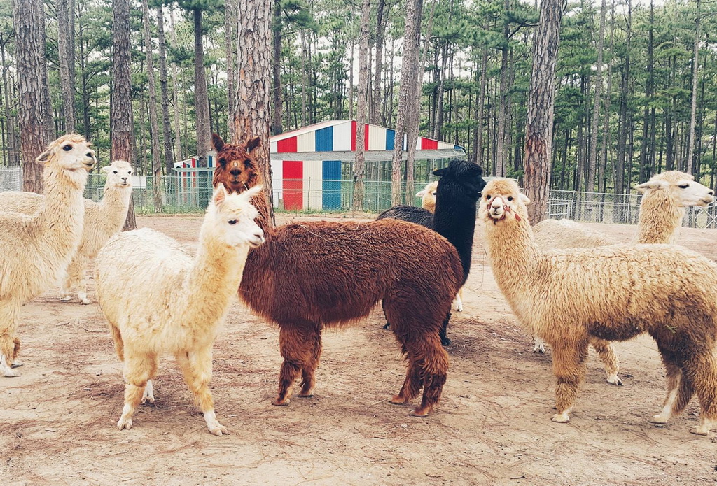 Lạc đà Alpaca ZooDoo Đà Lạt