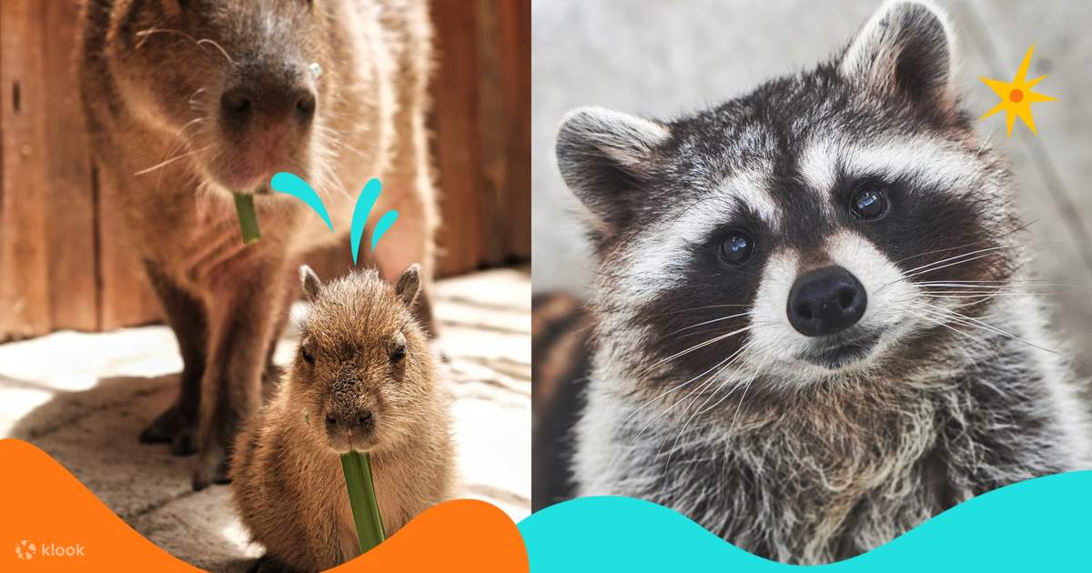 Capybara ZooDoo Đà Lạt