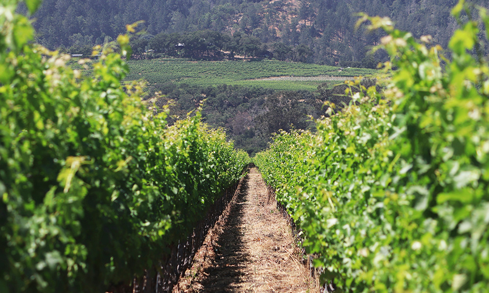 Cắm trại Thung Lũng Vàng Đà Lạt