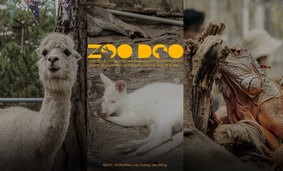 Zoodoo Đà Lạt rừng thông
