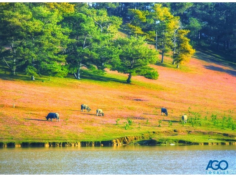 Đồi cỏ hồng Thung Lũng Vàng Đà Lạt