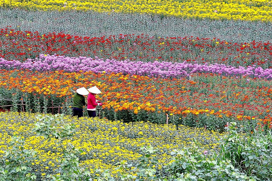 Cẩm tú cầu Vạn Thành