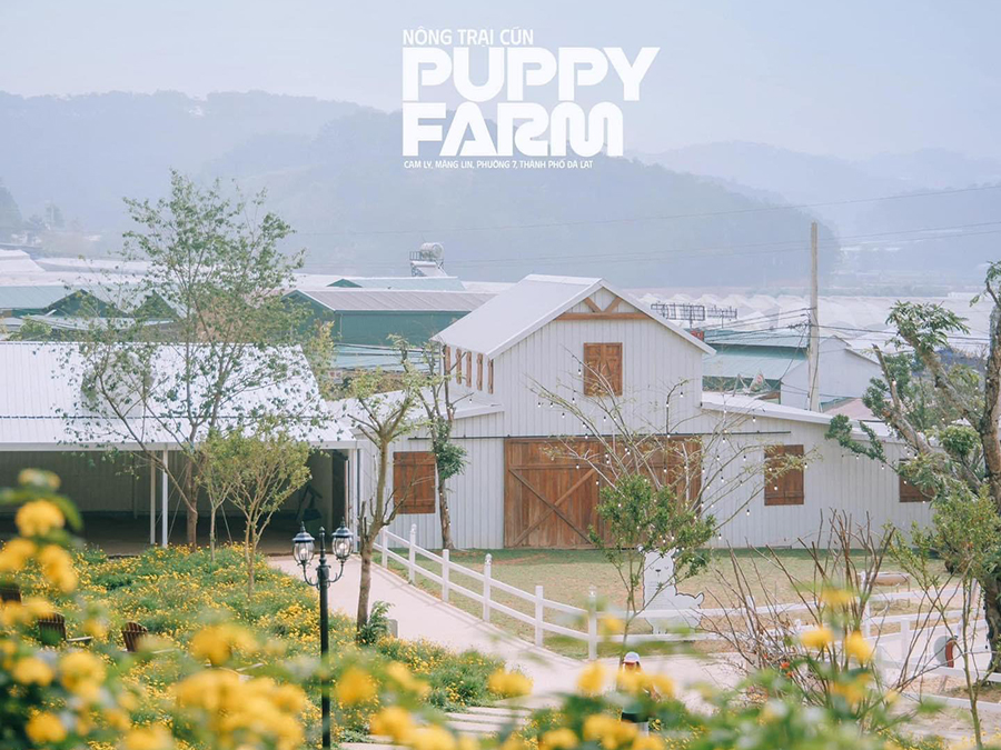 Vườn hoa hướng dương Puppy Farm Đà Lạt