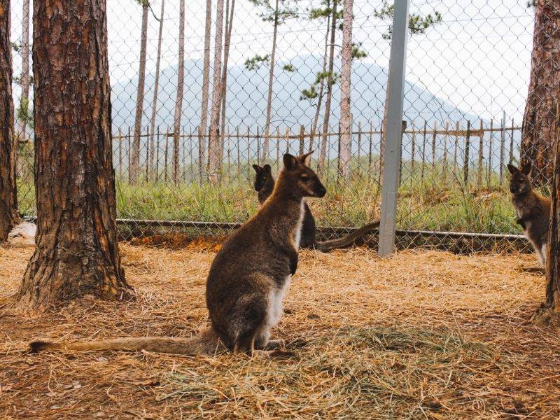 Kangaroo Zoodoo Đà Lạt vườn thú