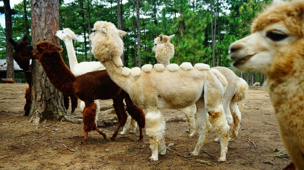 Alpaca Zoodoo Đà Lạt
