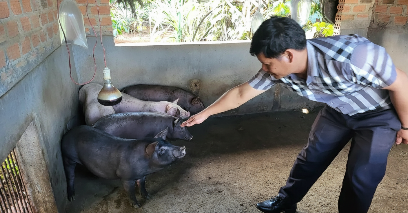 Heo làng Đắk Lắk