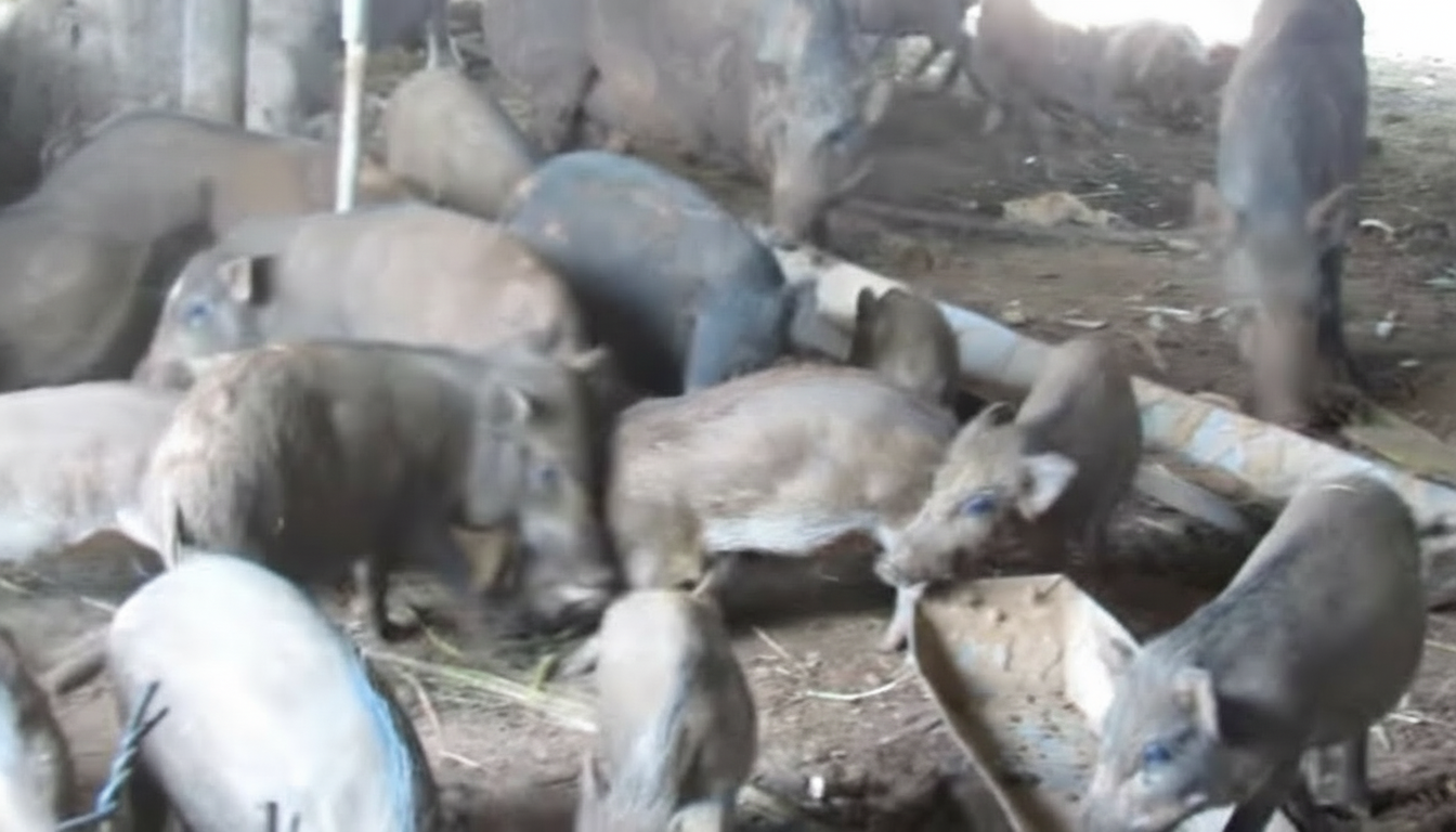 Heo rừng lai Đắk Lắk